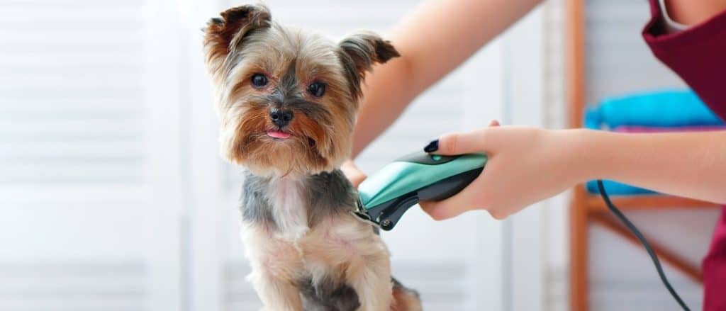 A dog gets groomed with clippers.