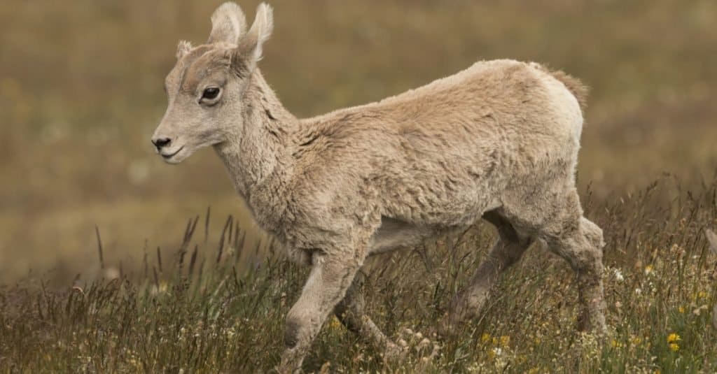 Bighorn sheep lamb on Mt. Washburn in Yellowstone National Park, Wyoming.