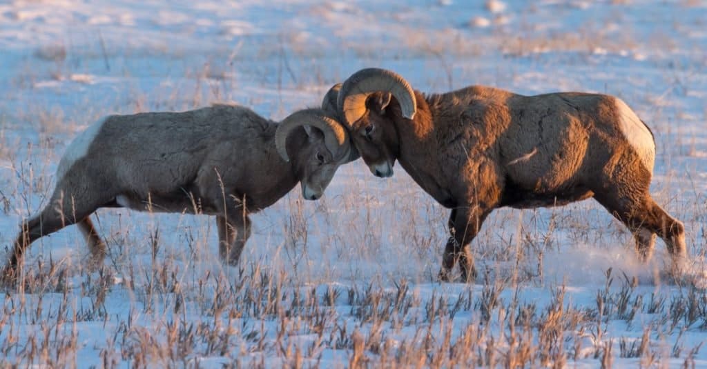 Two Bighorn sheep rams battling during the mating season on a snow-covered prairie.