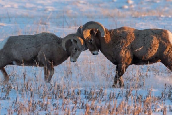 Two Bighorn sheep rams battling during the mating season on a snow-covered prairie.