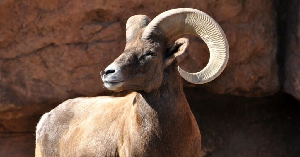 Male bighorn sheep ram with large horns on a cliff.