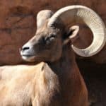 Male bighorn sheep ram with large horns on a cliff.