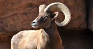Discover The Largest Bighorn Sheep Ever Caught In Montana Picture