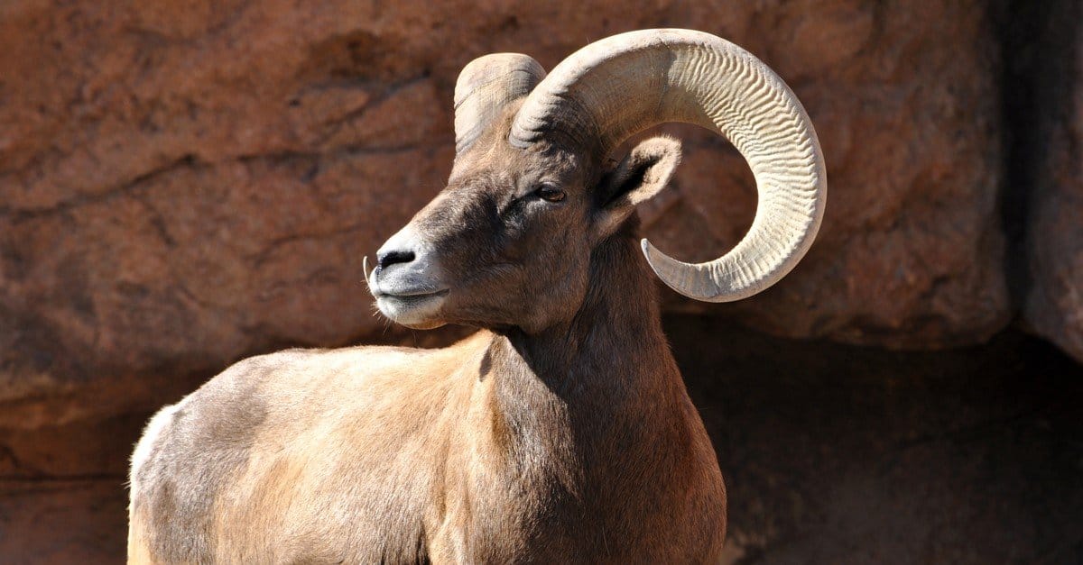Male bighorn sheep ram with large horns on a cliff.