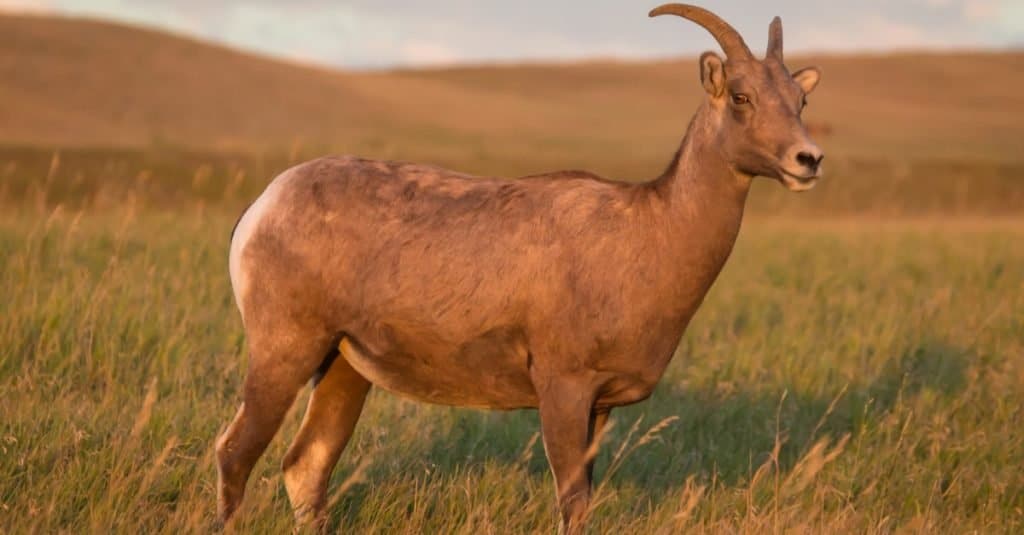 Bighorn sheep ewe, grazing on prairie grass with blue sky and white clouds in background.