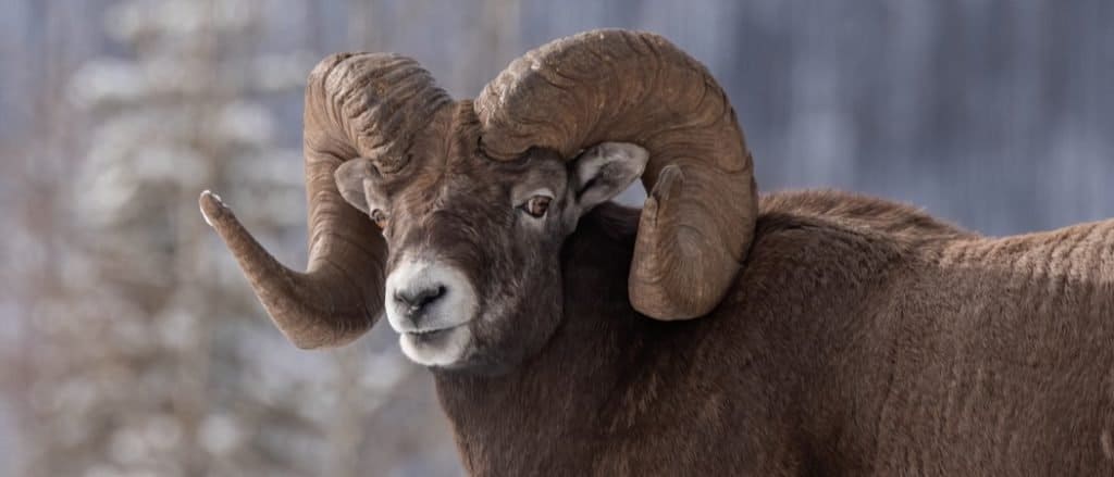 Cừu Bighorn ở Vườn quốc gia Jasper Canada