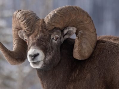 A Bighorn Sheep: How Much Do You Know?