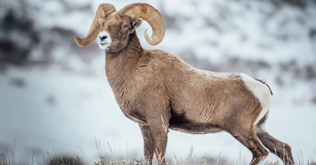 Beautiful rocky mountain bighorn sheep ram in the snow.