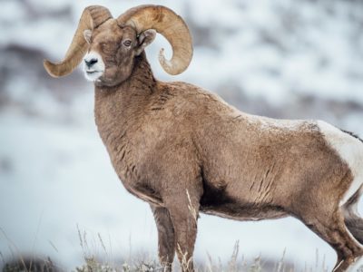 A Discover 7 Animals That Roam Atop Yellowstone’s Tallest Mountain