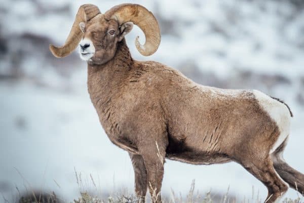 Beautiful rocky mountain bighorn sheep ram in the snow.