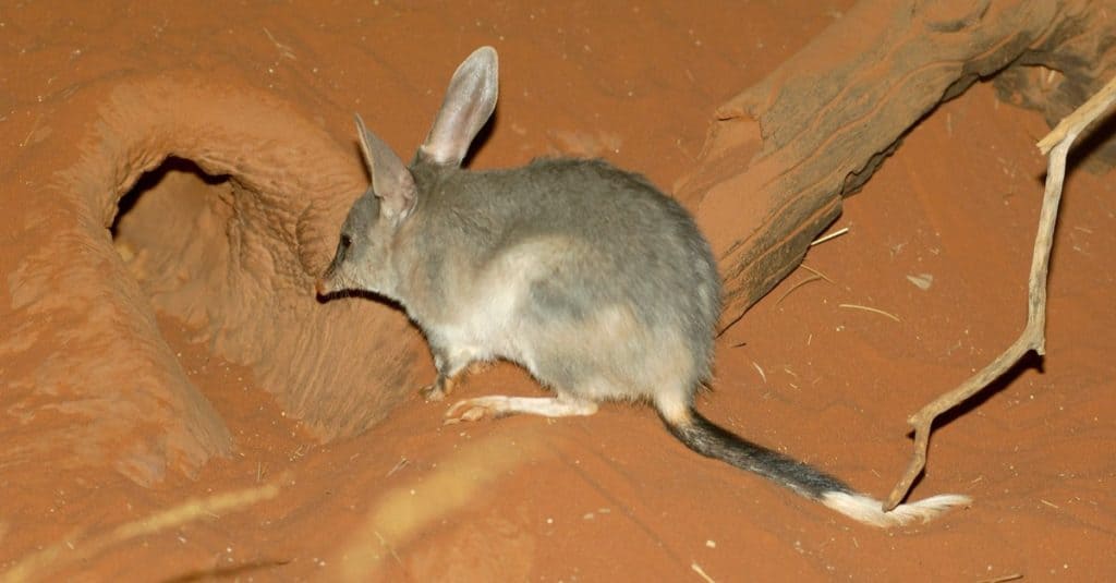 Bilby, ou lapin-bandicoots, est un marsupial vivant dans le désert.