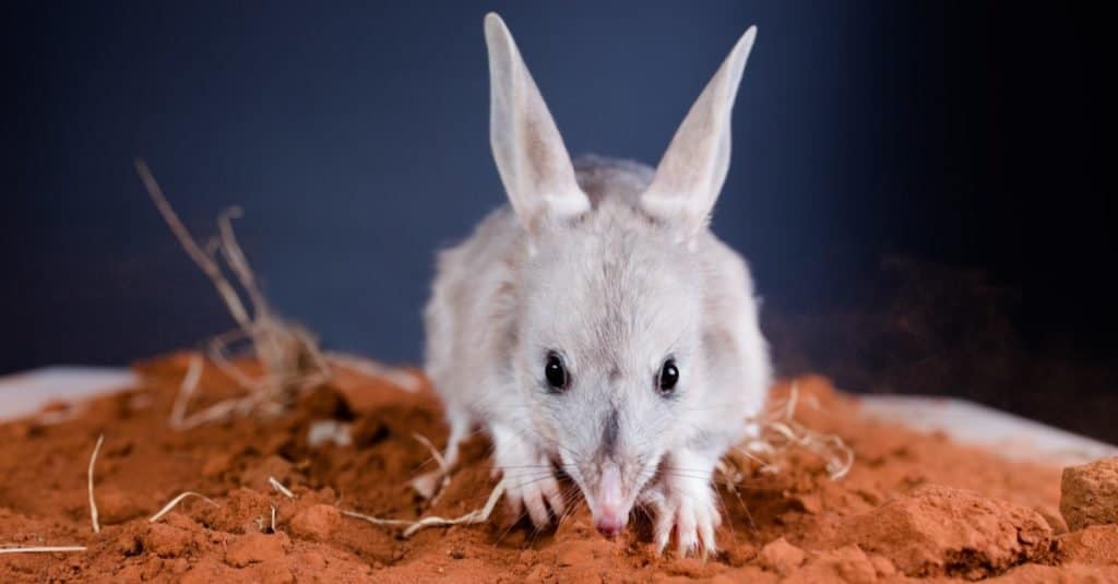 Greater bilby looking forwards with ears up on red outback dirt.