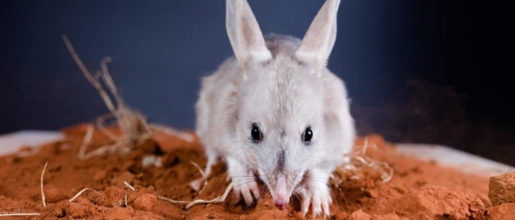 Greater bilby looking forwards with ears up on red outback dirt