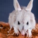 Greater bilby