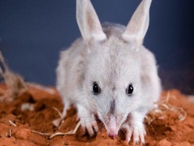 australian wildlife essay