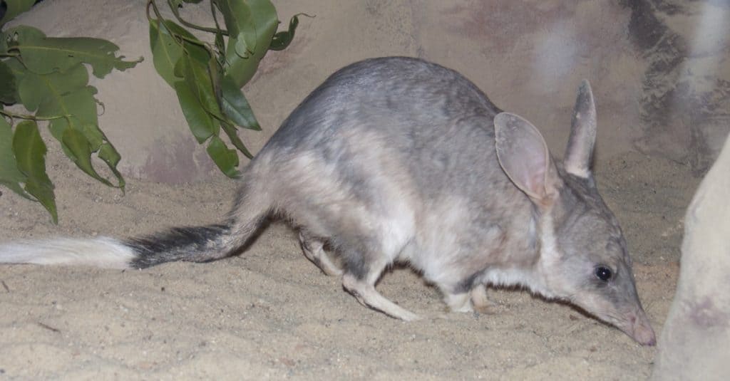 Bilby foraging for food in a field.