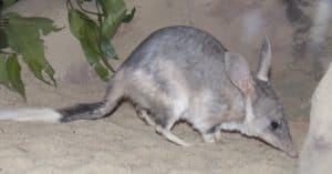 10 Incredible Bilby Facts Picture