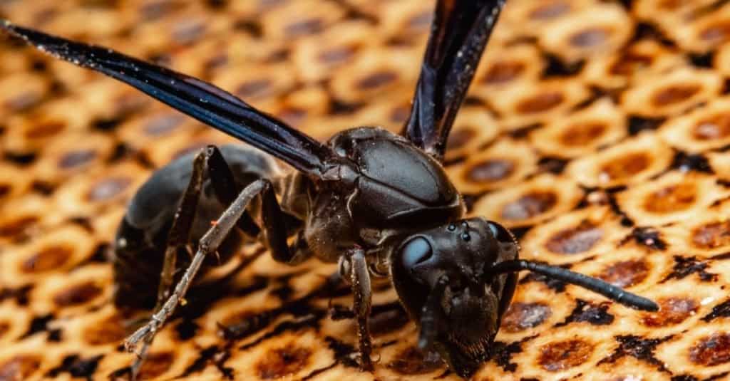Big black hornet close-up