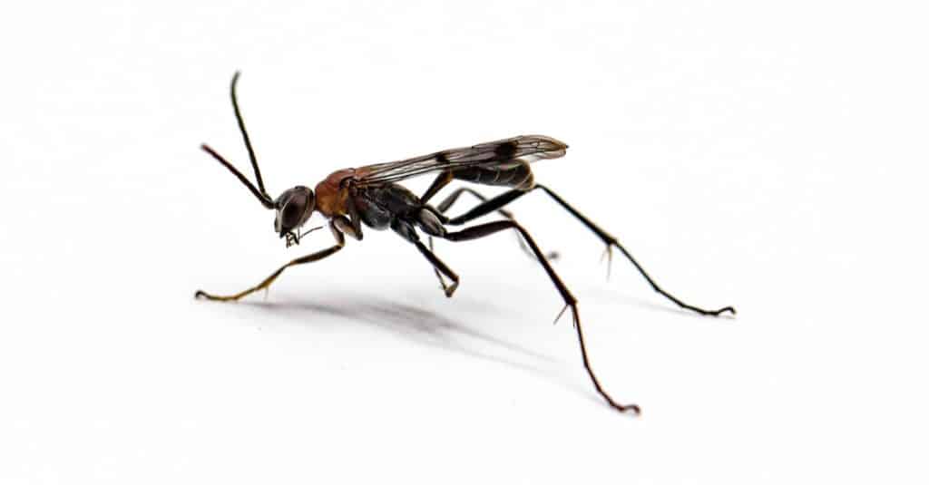 Black wasp isolated on white background