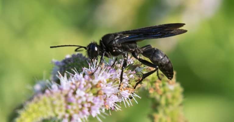 Great black wasp on mint flowers.