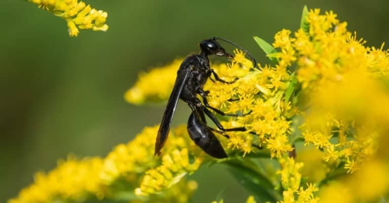 Great Black Digger Wasp on Goldenrod Flowers