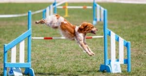 5 Steps to Take to Get Started in Dog Agility photo