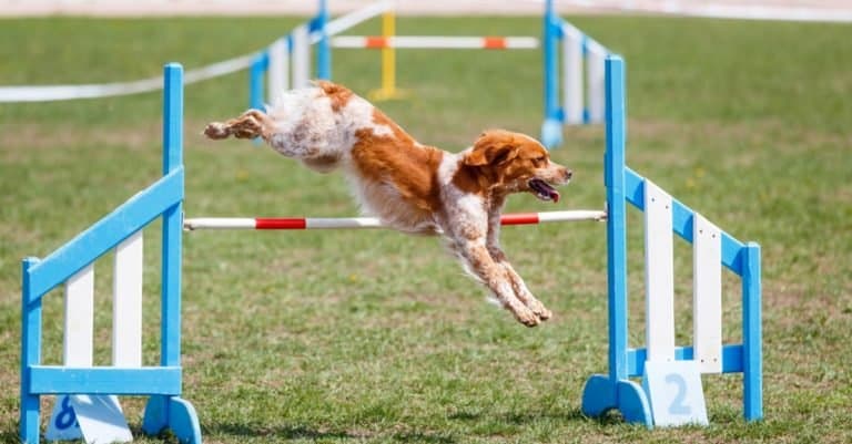 Brittany dog jumping over a hurdle in an agility competition.