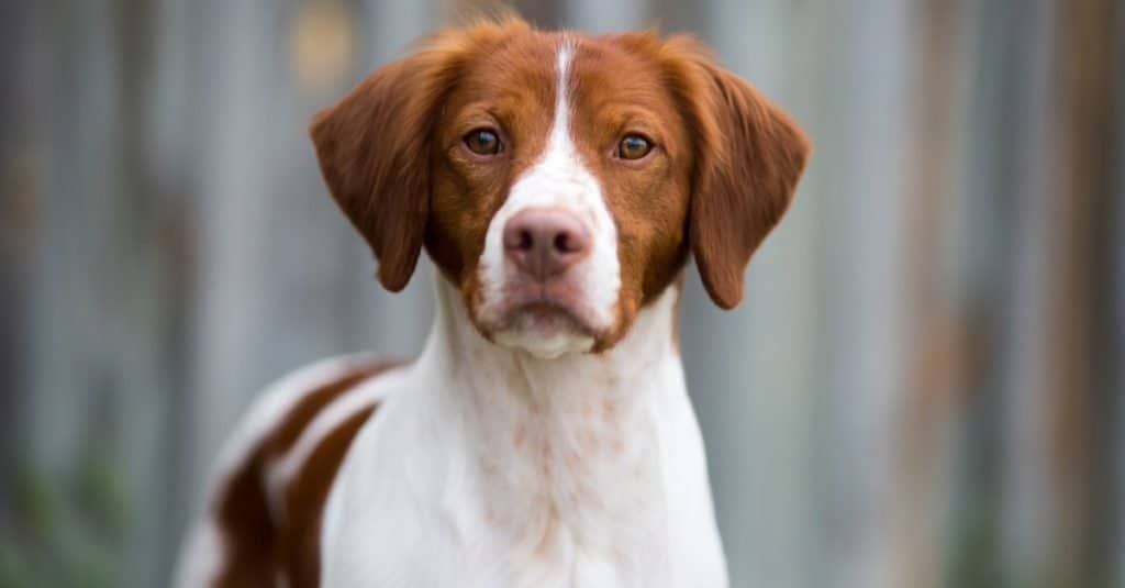 Beautiful Brittany dog portrait with an old wooden background.