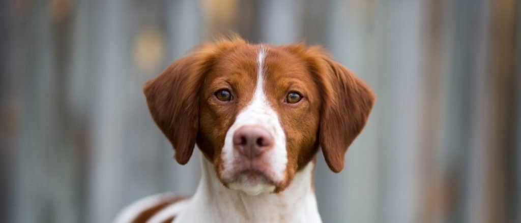 Beautiful Brittany portrait with an old wooden background.