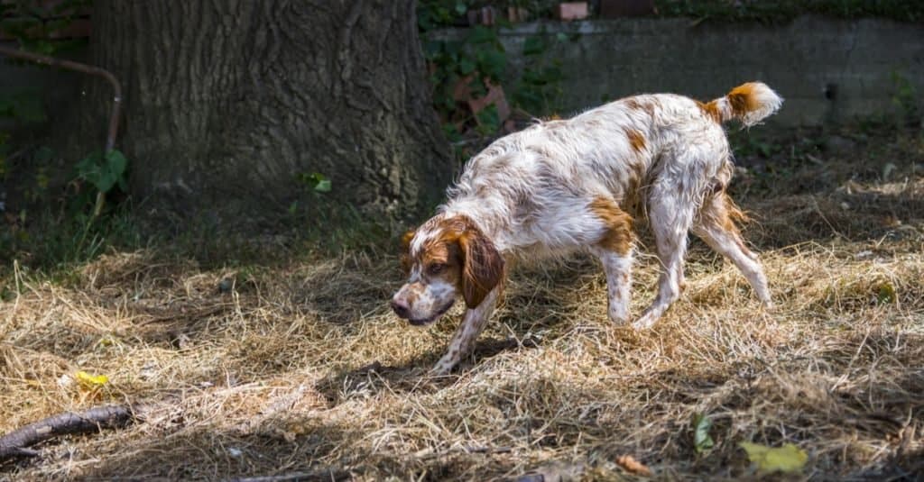 Hunting dog Brittany on the track of something.