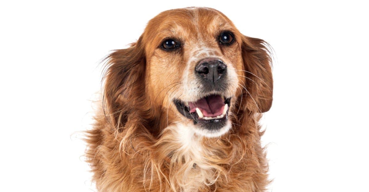 Brittany isolated in front of white background.