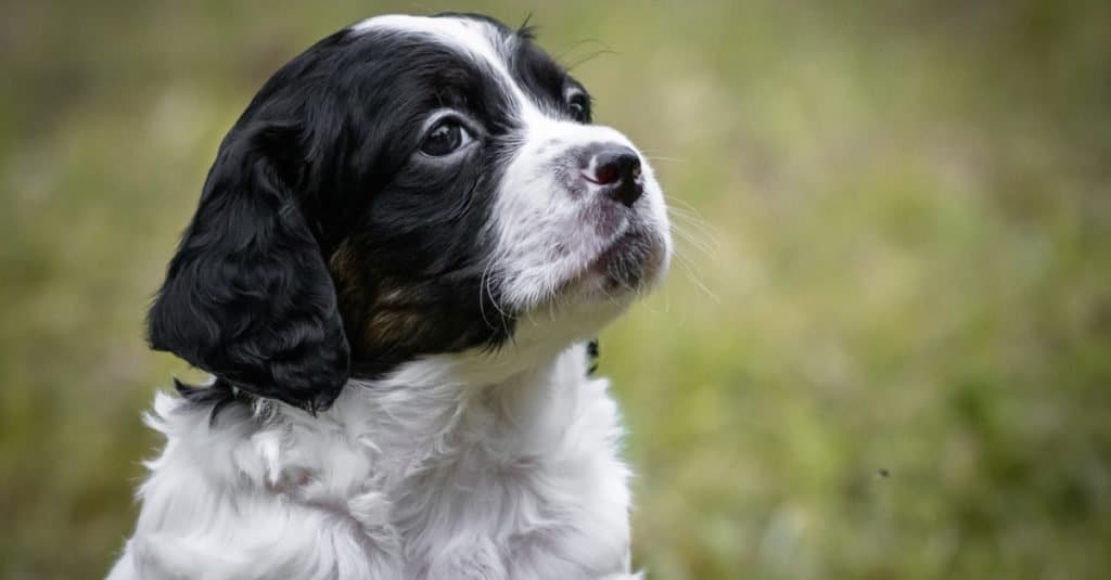 Cute and curious black and white baby Brittany puppy portrait, looking up