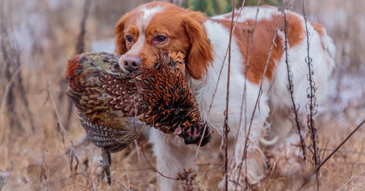 Brittany pheasant hunting.