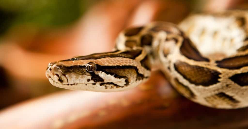 A close-up of a Burmese python slithering on a tree.