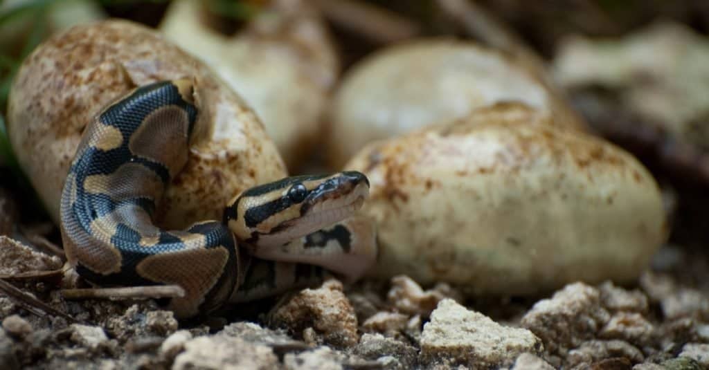 Burmese python hatching