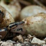 Burmese Pythons Hatching