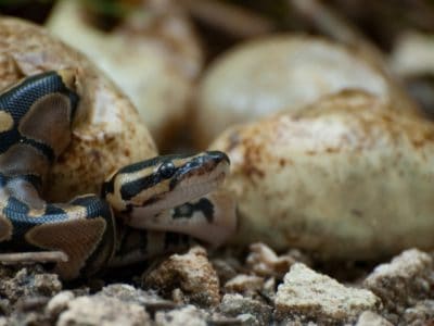 Burmese Python Animal Facts | Python bivittatus | AZ Animals