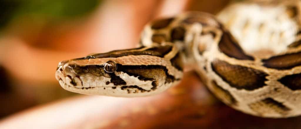 A close-up of a Burmese python slithering on a tree.