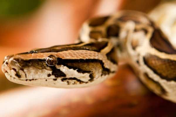 A close-up of a Burmese python slithering on a tree.