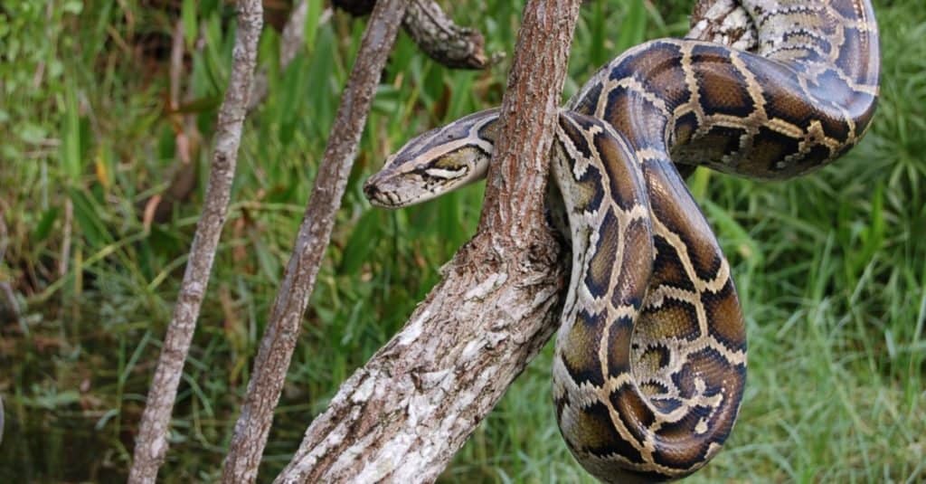 Burmese Python hanging in a tree, waiting for prey.