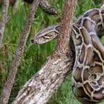 Burmese Python hanging in a tree, waiting for prey.