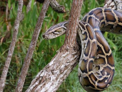 Burmese Python Animal Facts | Python bivittatus | AZ Animals