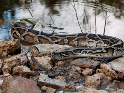 A Discover the Largest Snake in Florida
