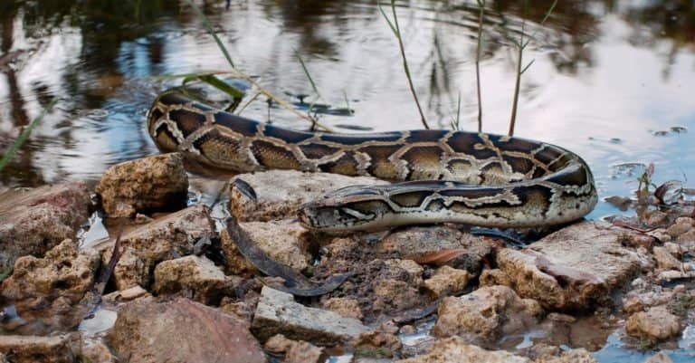 Burmese Python in the Everglades.