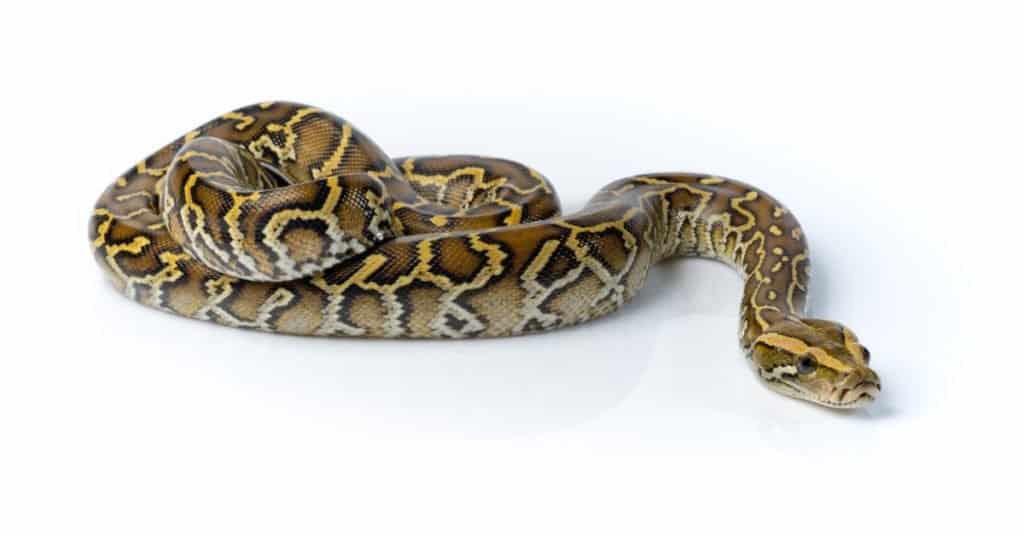 Burmese Python on white background