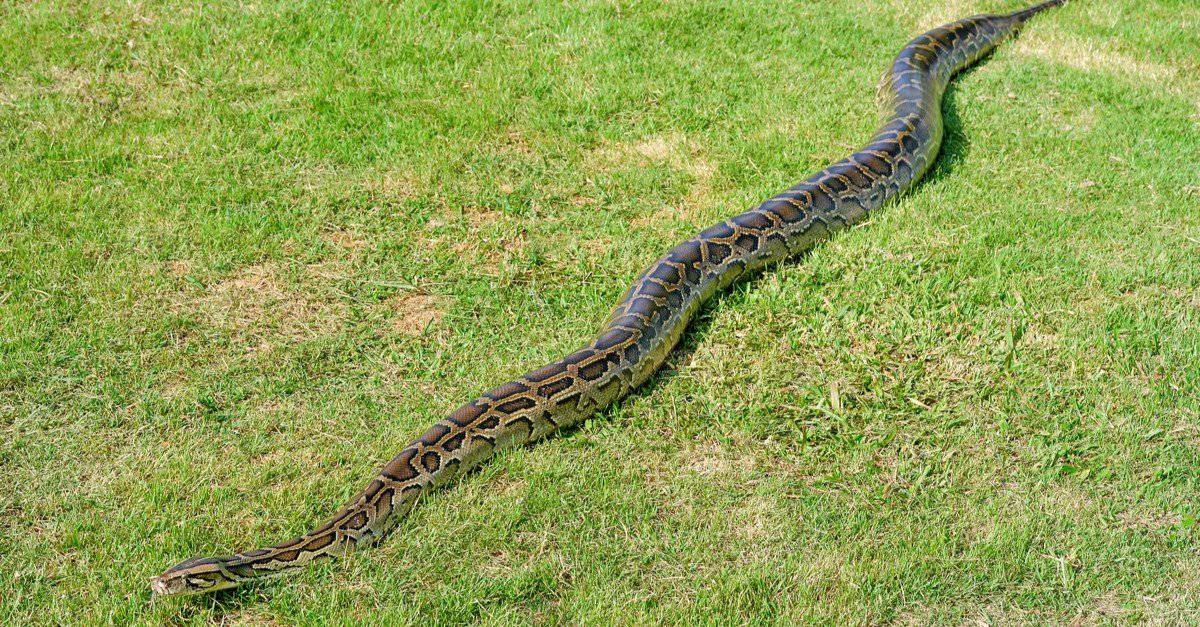 Burmese Python stretched out on grass.