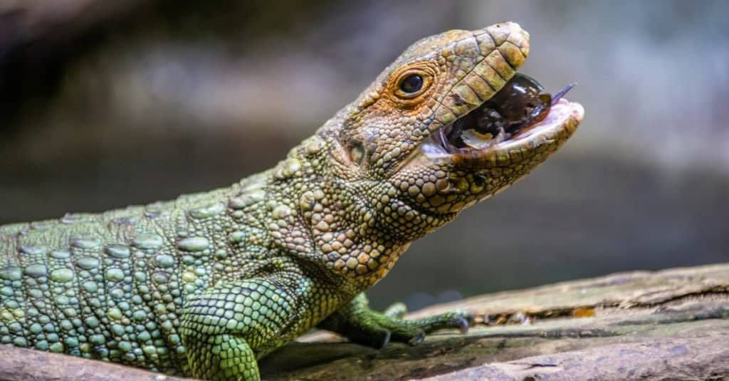 A Northern caiman lizard eating golden apple snails.