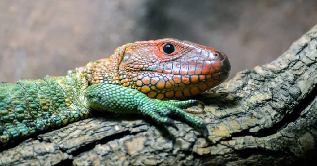 Northern Caiman Lizard (Dracaena guianensis)