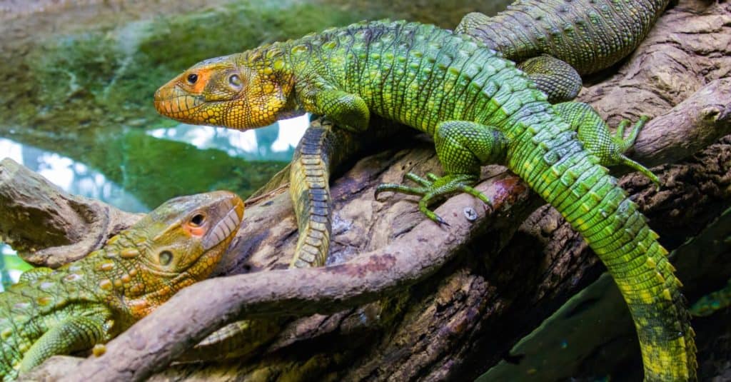 Two Caiman lizards on a tree trunk. The body of the <a class=