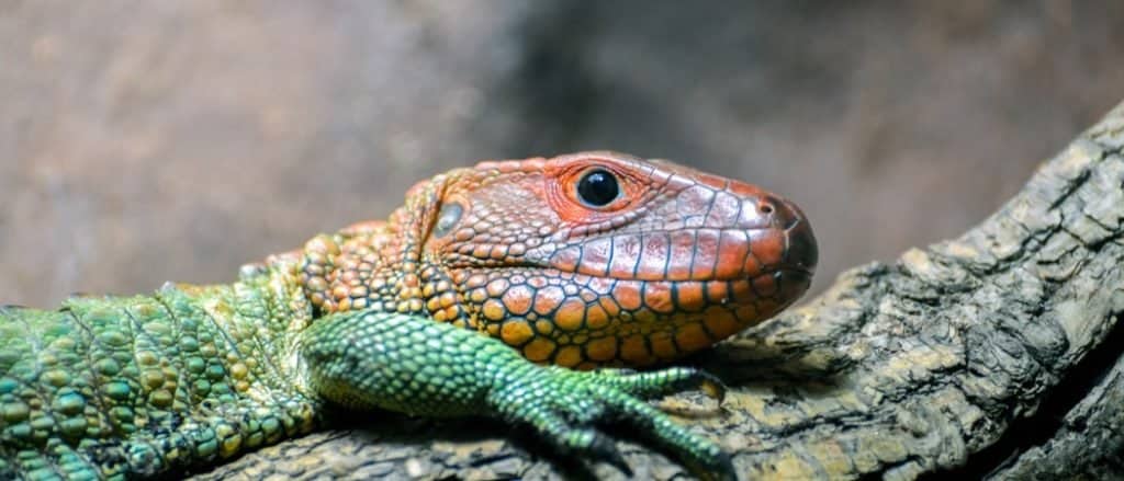Northern Caiman Lizard (Dracaena guianensis) on a branch.